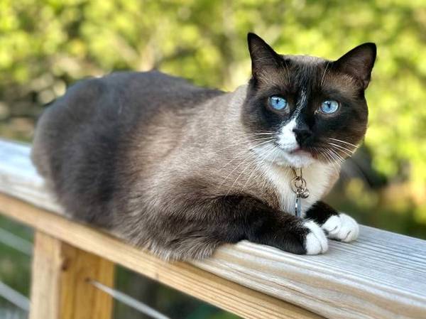 Lost cat