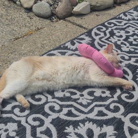 Lost cat