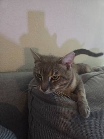 Found Cat in Reno