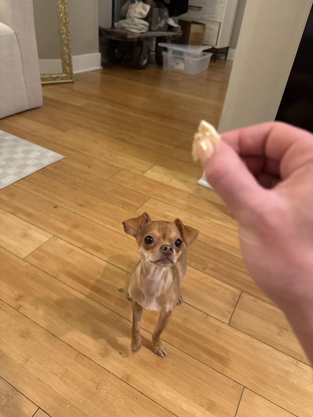 Found dog