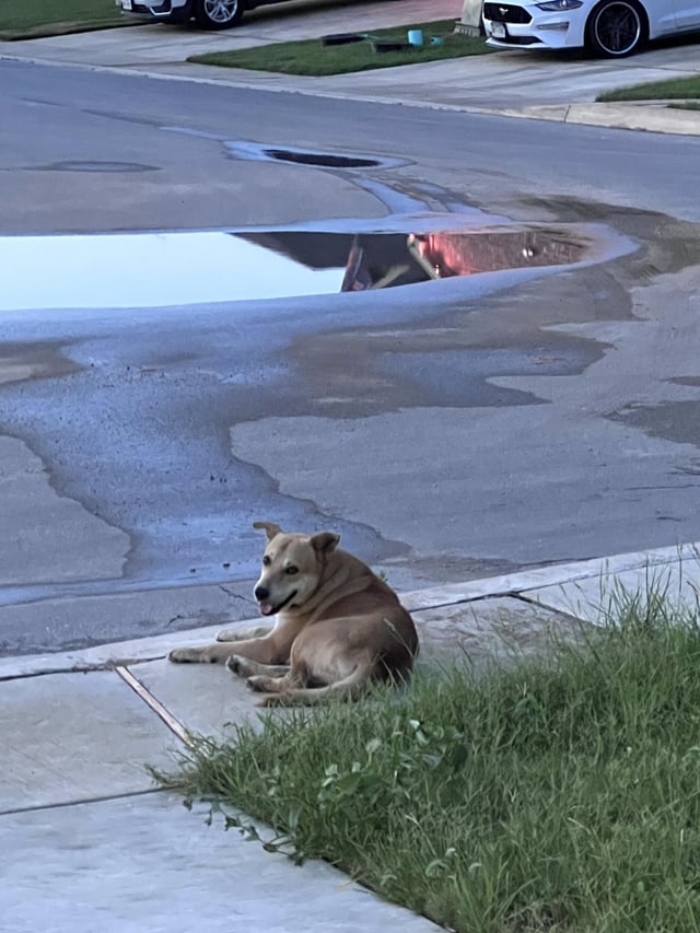 Found dog