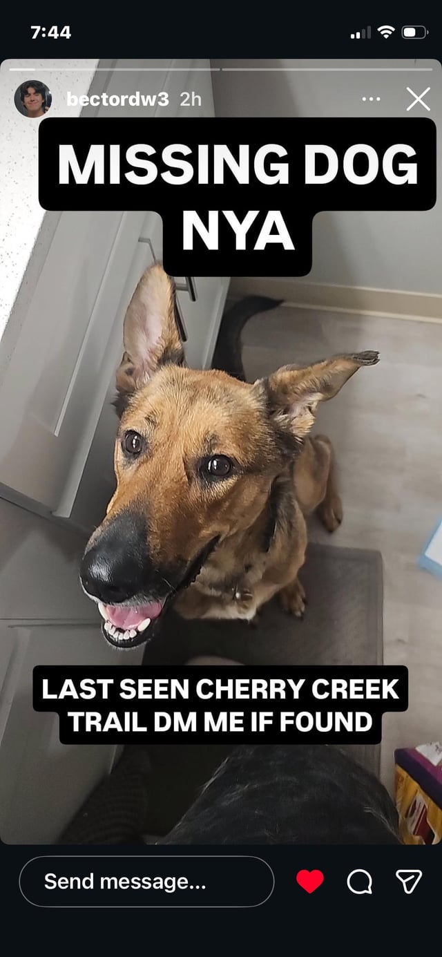 Lost dog