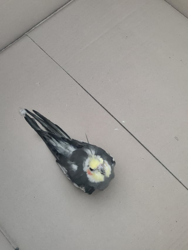 Found Bird in Brussels