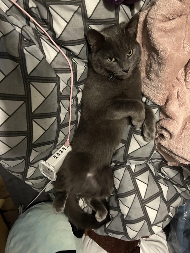 Lost Cat in Louth