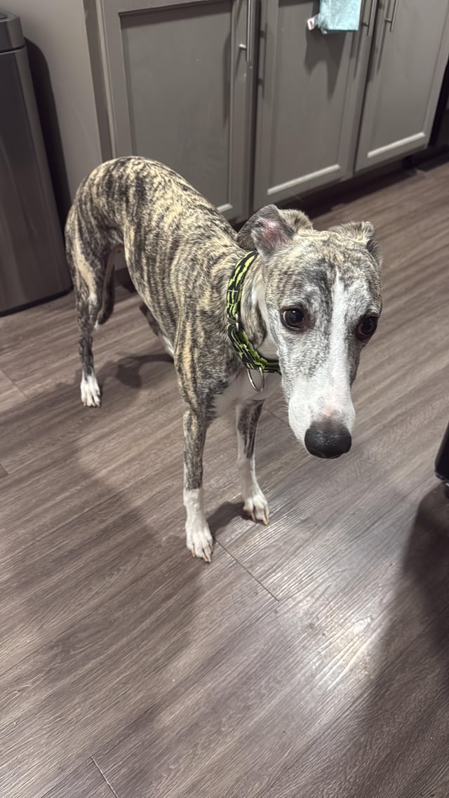 Lost dog