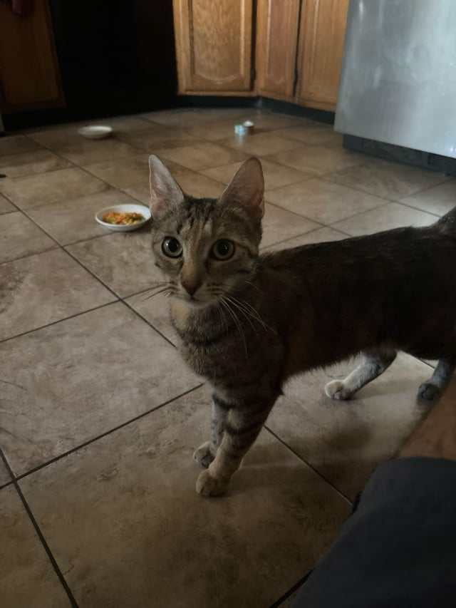 Found cat