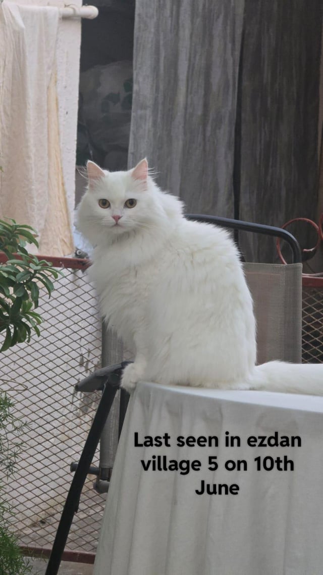 Lost Cat in Qatar