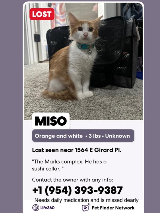 Lost cat