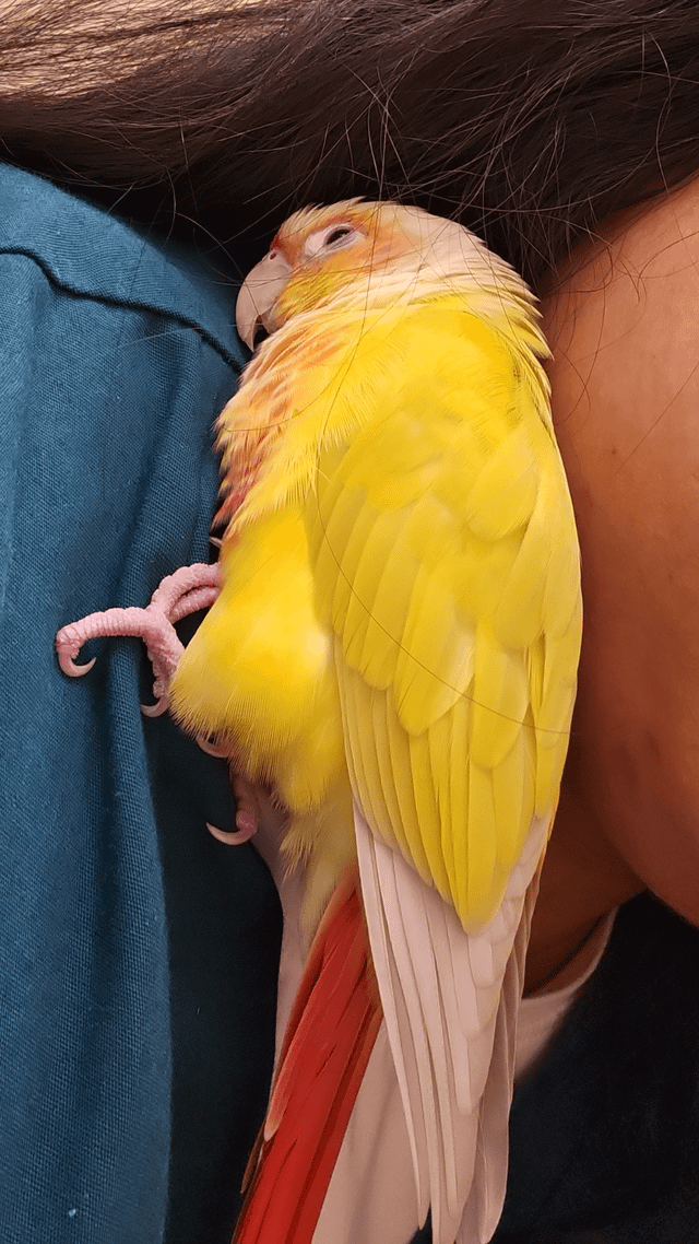 Lost Bird in Orange Park