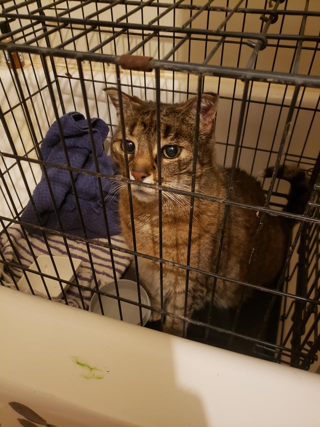Found cat