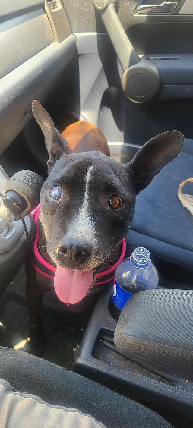 Found dog