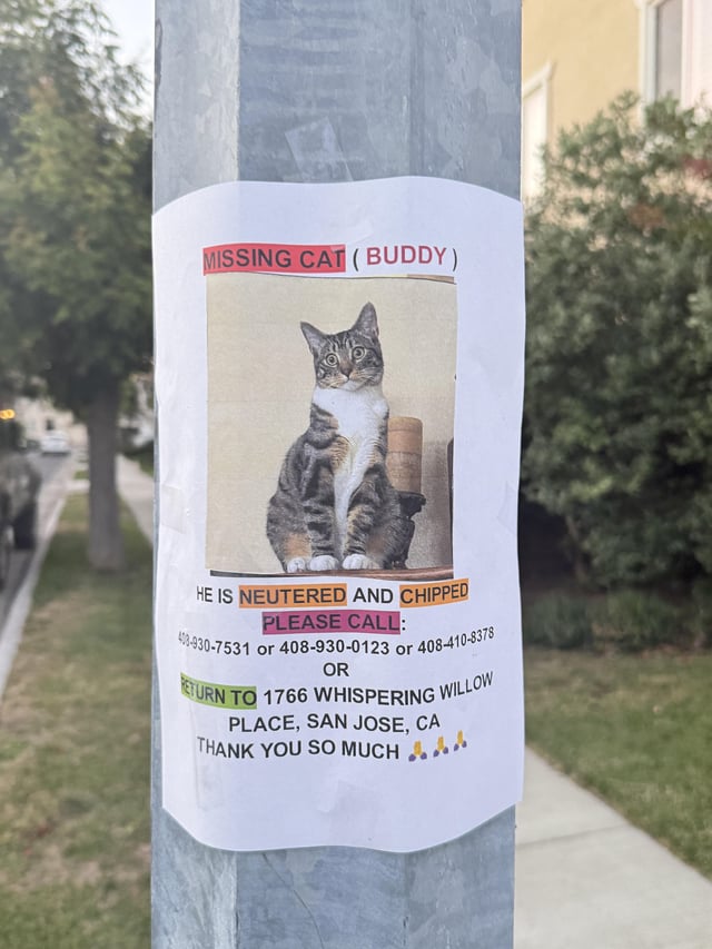 Lost cat