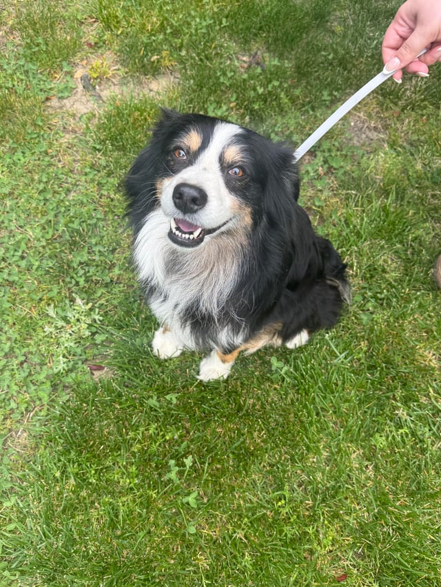 Found dog