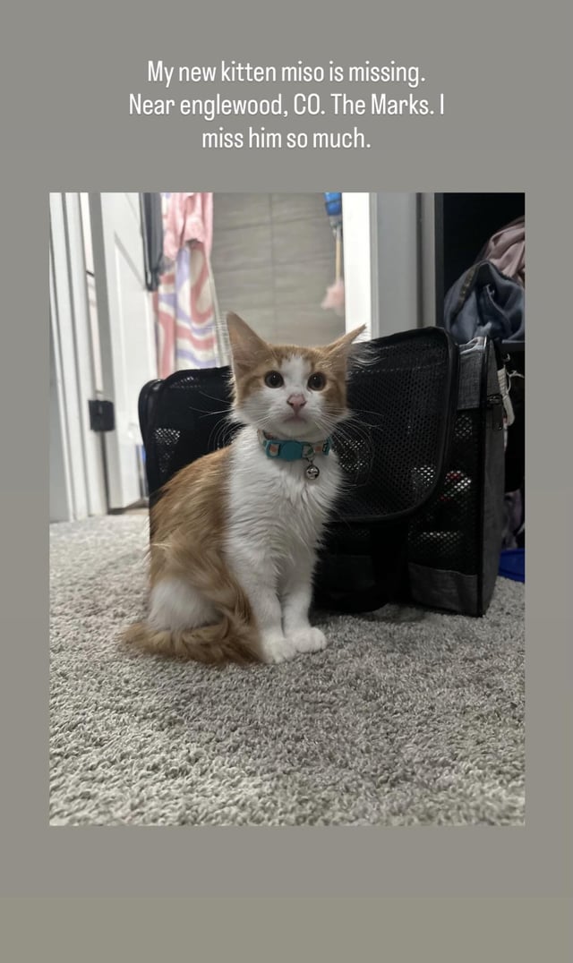 Lost cat