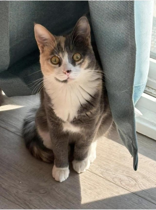 Lost pet