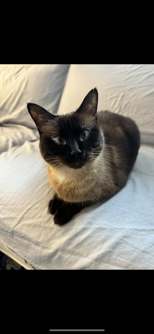 Found Cat in Greenview/Woodvale Area