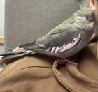Lost Bird in Wollongong
