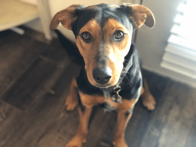 Lost Dog in Austin