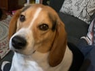 Lost Dog in Calgary