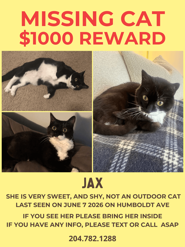 Lost cat