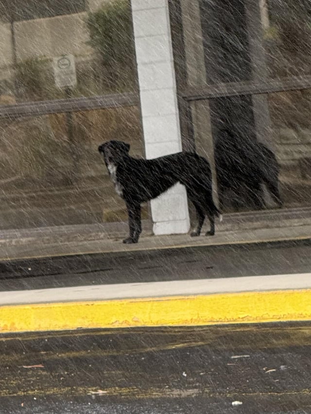Found dog