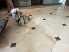 Found dog