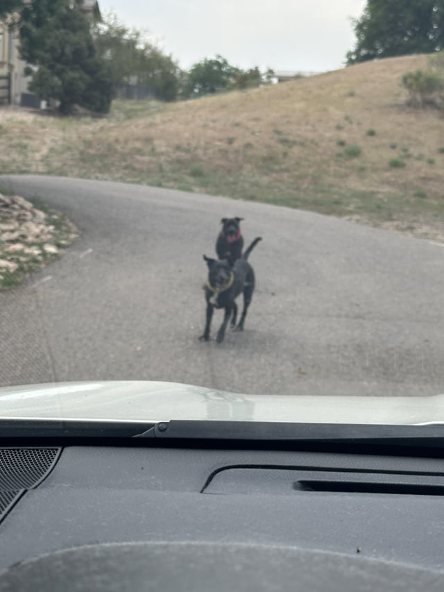 Found dog