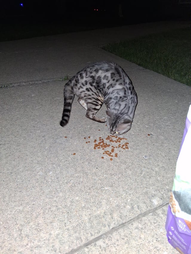 Found cat