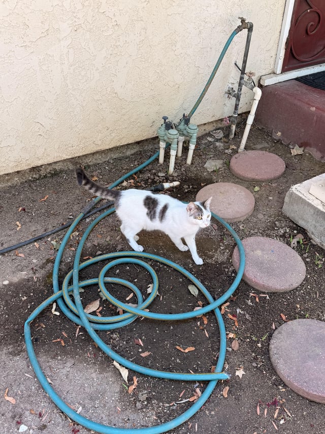 Found cat