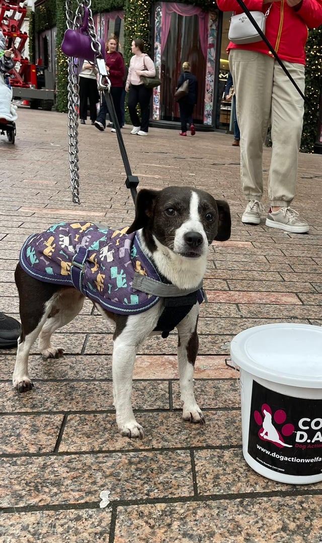 Lost dog