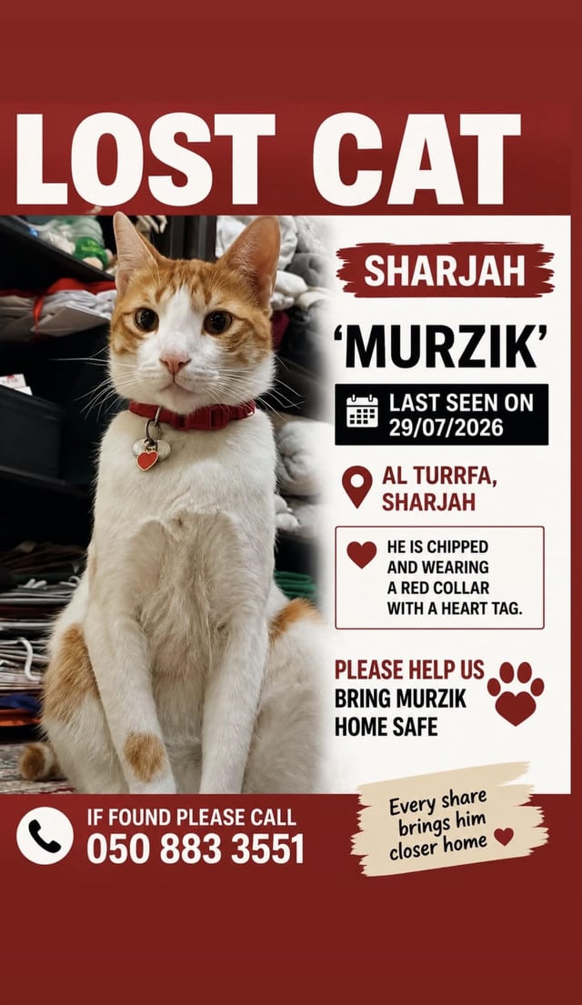 Lost Cat in Sharjah