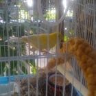 Found bird