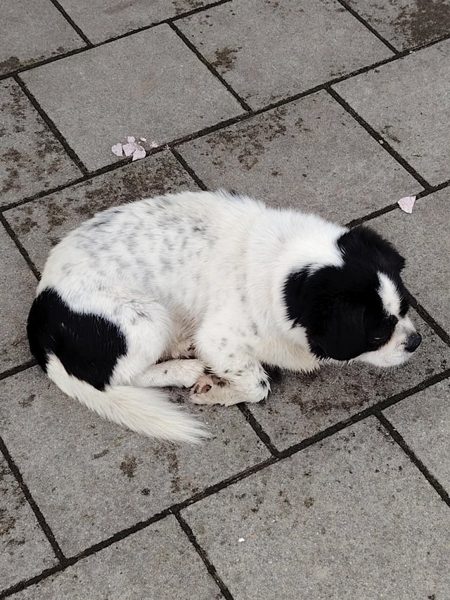 Found Dog in Zagreb