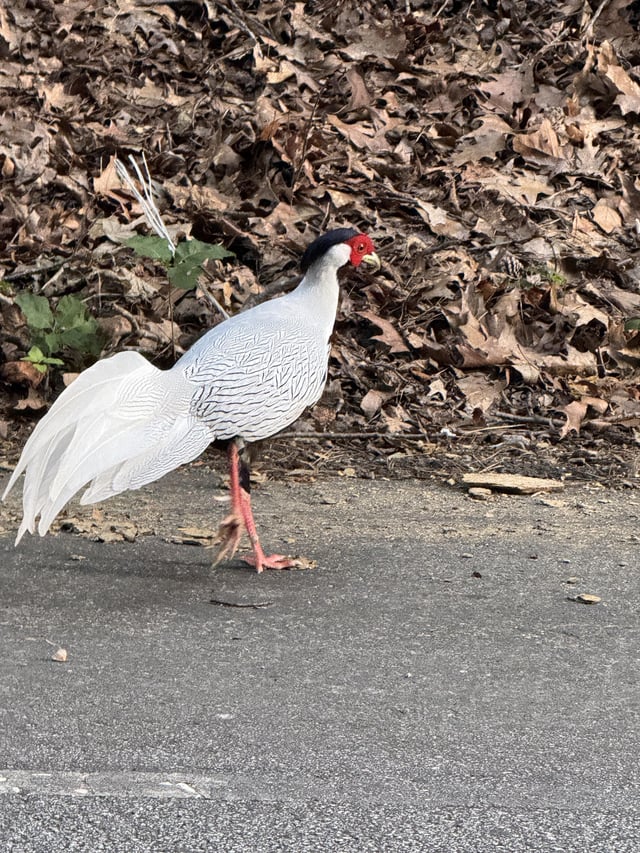 Found Bird in Atlanta