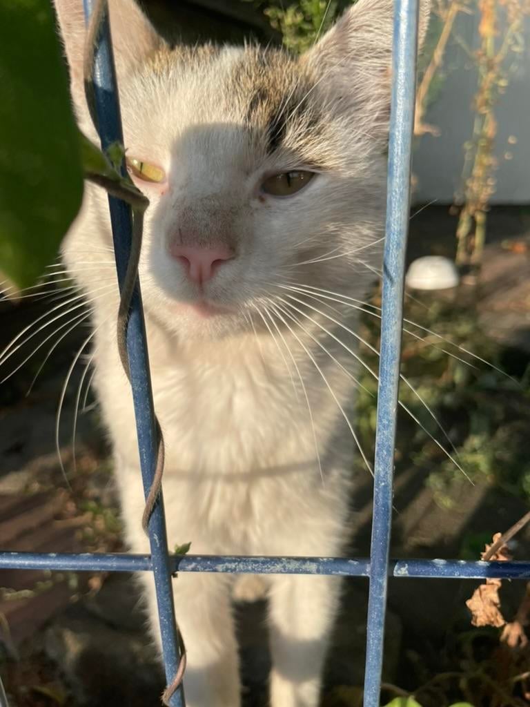 Lost Cat in Cluj-Napoca