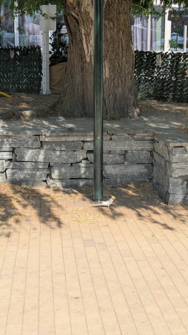 Found Bird in Malmö