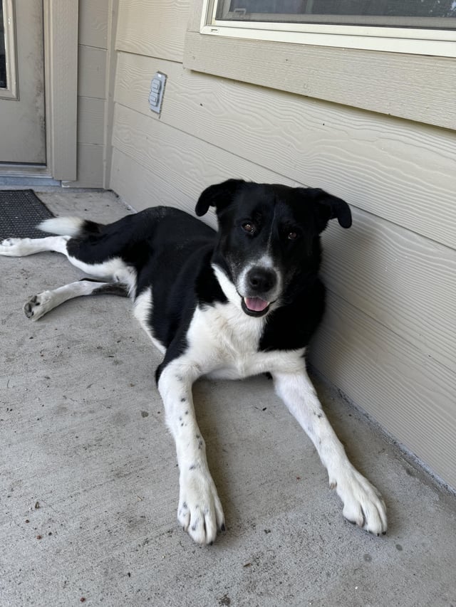 Found Dog in Austin