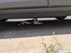 Found Cat in Philadelphia