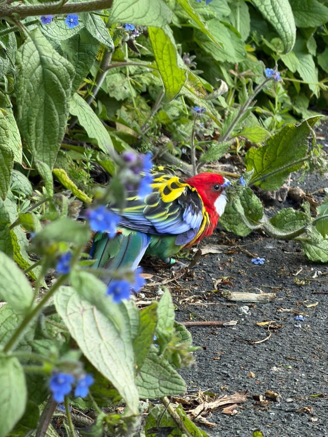 Found bird