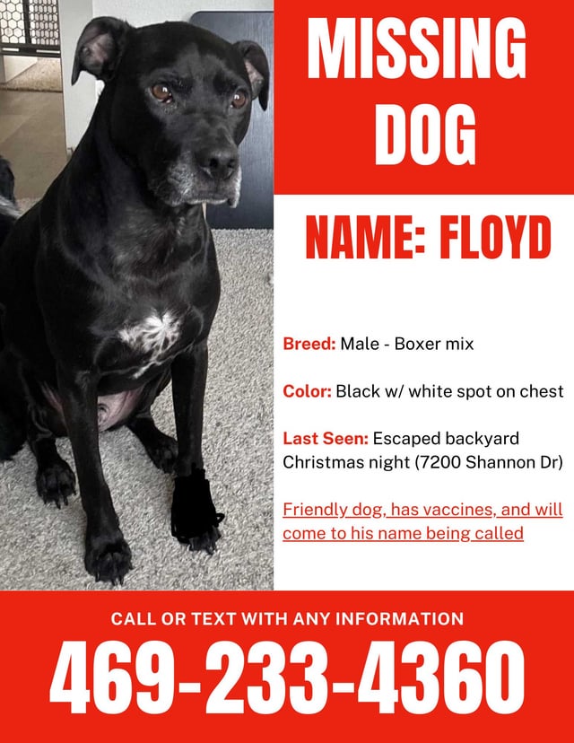 Lost Dog in Austin