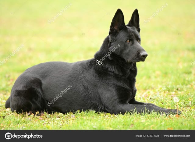 Found Dog in Brno