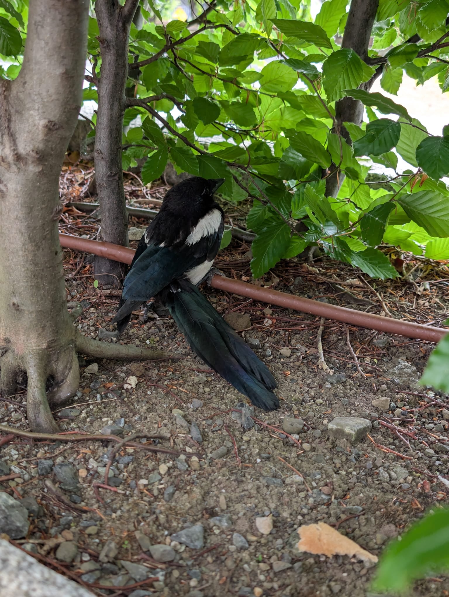 Found Bird in Dublin