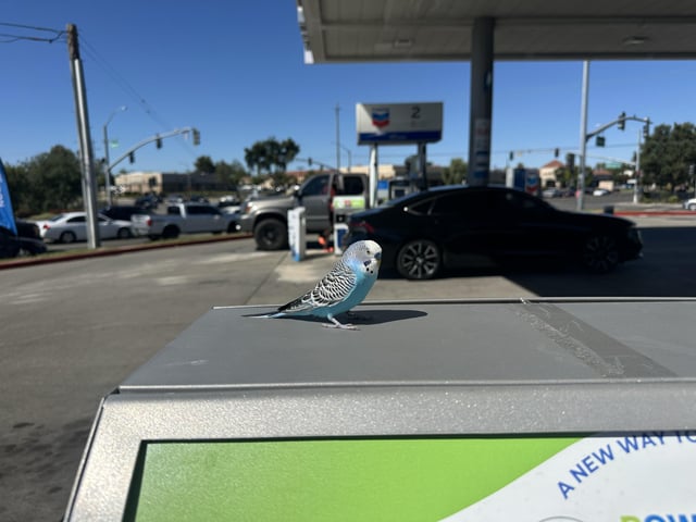 Found budgie