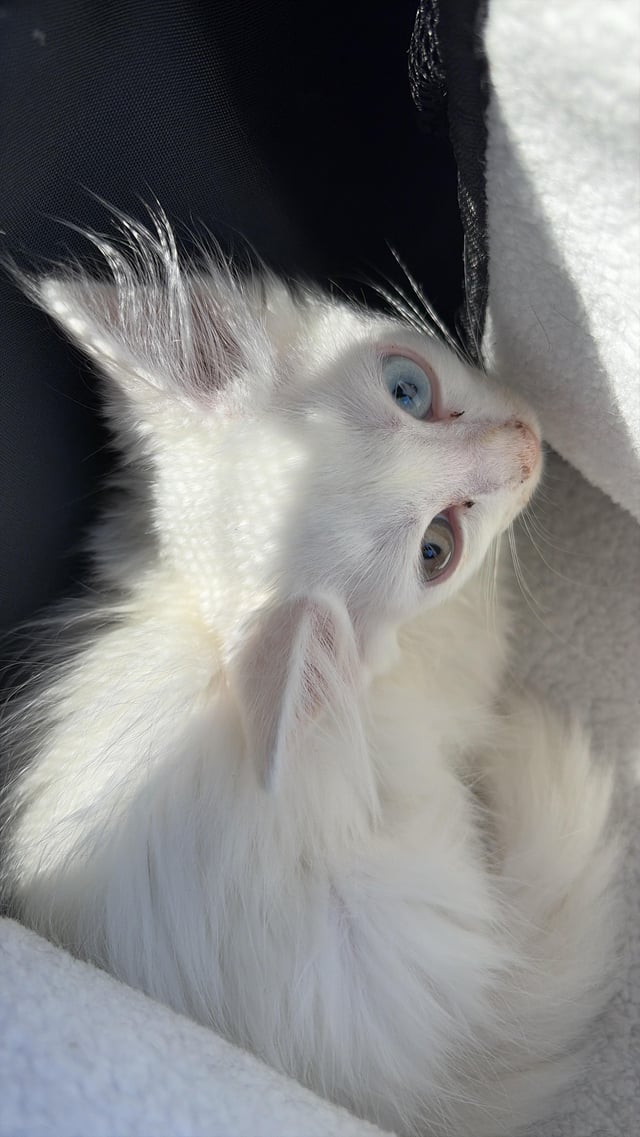 Lost cat