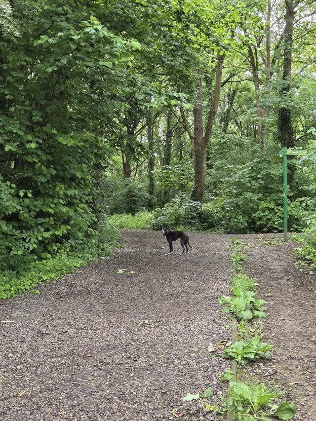 Found dog