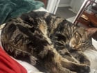 Lost cat