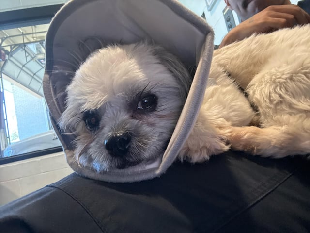 Found dog