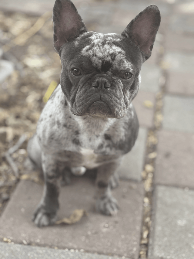 Lost Dog in Austin