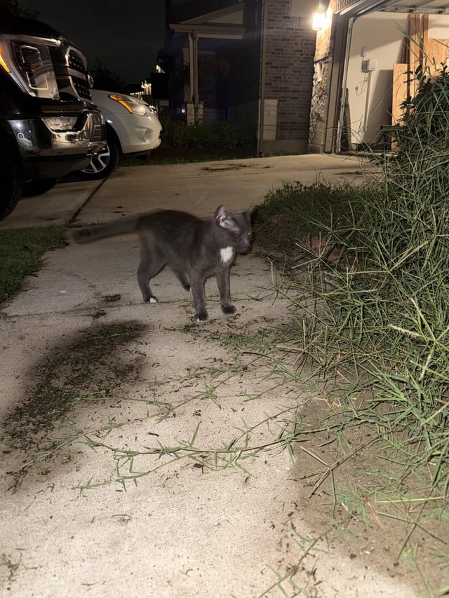 Found cat
