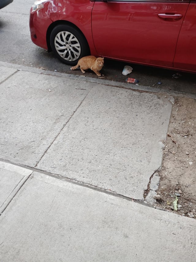 Lost cat